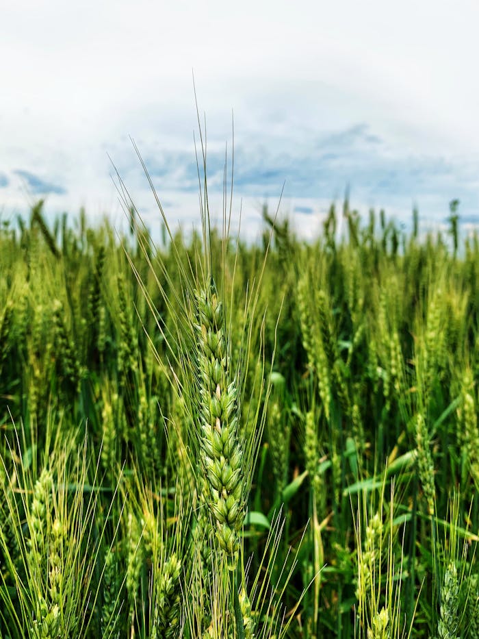 Vibrant wheat field growing under a blue sky in Romania's countryside.